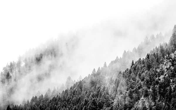 Wyoming-Hoback-clouds intermingling with evergreens on rainy morning in black and white